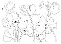 tracing