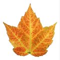 Herfstblad
