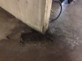 20161002 Waterinsijpeling -2